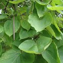 Catalpa bignonioides feuille